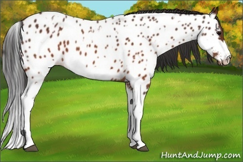 Horse Color:Brown Appaloosa  and Brown Splash Appaloosa 