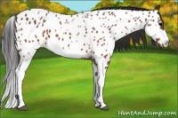 Horse Color:Brown Appaloosa  and Brown Splash Appaloosa 