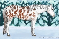 Horse Color:Brown Appaloosa  and Brown Splash Appaloosa 