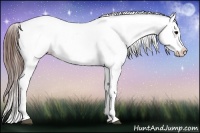 Horse Color:Brown Appaloosa and Brown Appaloosa