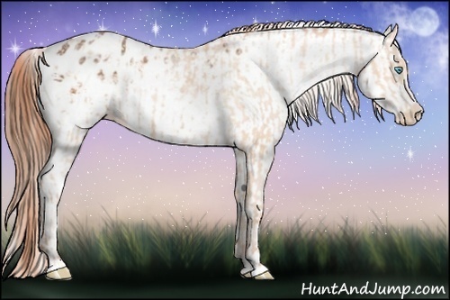 Horse Color:Buckskin Pearl Appaloosa  and White Spotted Buckskin Appaloosa 