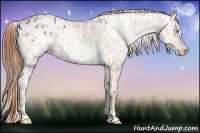 Horse Color:Buckskin Pearl Appaloosa and White Spotted Buckskin Appaloosa