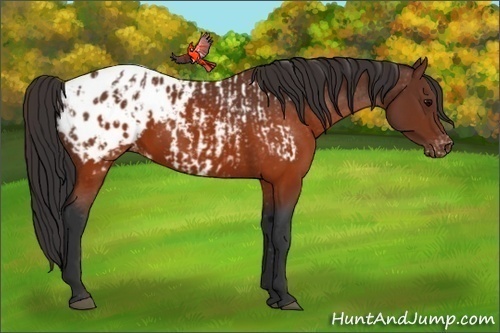 Horse Color:Brown Appaloosa  and Brown Appaloosa 