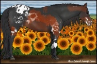 Horse Color:White Spotted Brown Splash Appaloosa  and Brown Splash Frame Appaloosa 