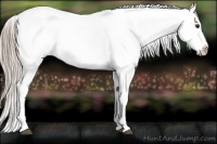 Horse Color:Chocolate Palomino Appaloosa Rabicano