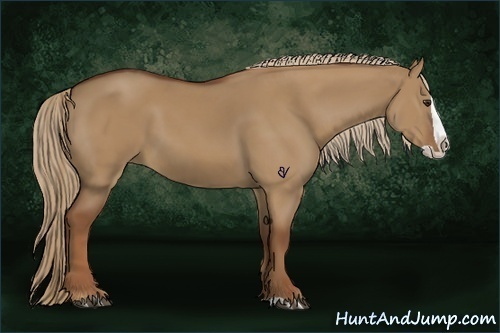Horse Color:Red Dun Splash 