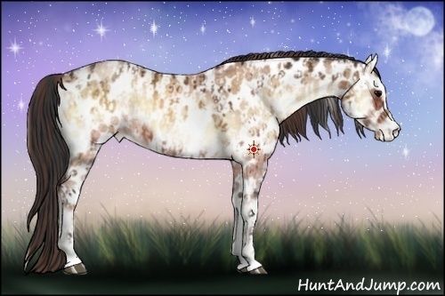 Horse Color:Brown Onyx Leopard and Sable Champagne Roan Onyx Leopard