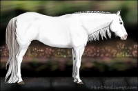 Horse Color:Liver Red Dun Roan Appaloosa Rabicano