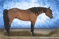 Horse Color:Buckskin