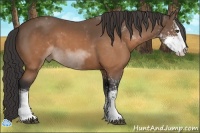 Horse Color:Buckskin Sabino