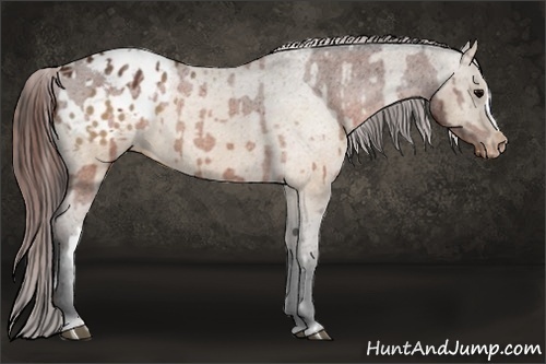 Horse Color:Brown Appaloosa and Brown Dun Appaloosa