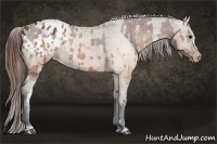 Horse Color:Brown Appaloosa  and Brown Dun Appaloosa 