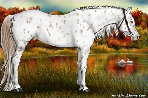Horse Color:Liver Chestnut Pearl Appaloosa  and Chestnut Pearl Appaloosa 