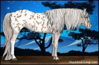 Horse Color:Palomino Appaloosa