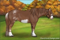 Horse Color:White Spotted Chestnut Sabino Frame