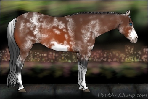 Horse Color:White Spotted Bay Sabino Frame