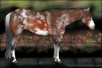 Horse Color:White Spotted Bay Sabino Frame 