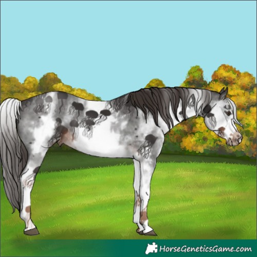 Horse Color:White Spotted Liver Chestnut Sabino Frame 