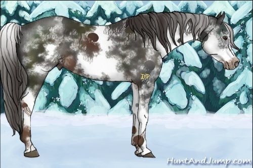 Horse Color:White Spotted Liver Chestnut Sabino Frame 