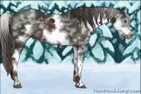 Horse Color:White Spotted Liver Chestnut Sabino Frame 