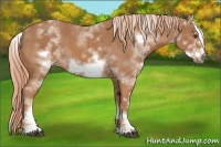 Horse Color:White Spotted Chestnut Sabino Frame