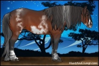 Horse Color:White Spotted Bay Sabino Frame 