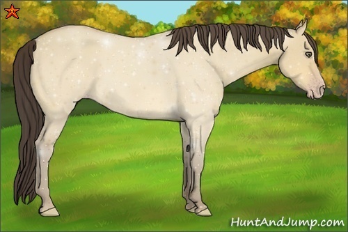 Horse Color:Amber Cream Champagne Dun 
