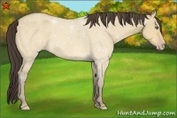 Horse Color:Amber Cream Champagne Dun 