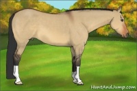 Horse Color:Bay Dun