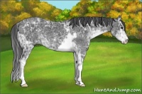 Horse Color:Smoky Black Ice Sabino 