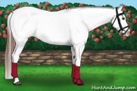 Horse Color:Black Appaloosa Rabicano 