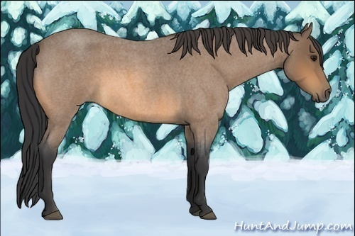 Horse Color:Buckskin Roan 