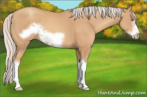 Horse Color:Silver Amber Champagne Frame 