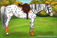 Horse Color:Grullo Appaloosa