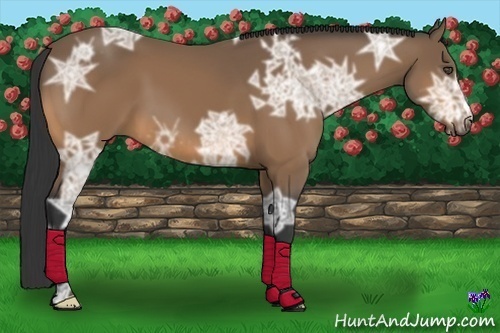 Horse Color:Buckskin Ice 