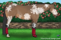 Horse Color:Buckskin Ice 