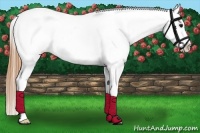 Horse Color:Buckskin Sabino Appaloosa 