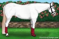 Horse Color:Buckskin Splash Appaloosa 