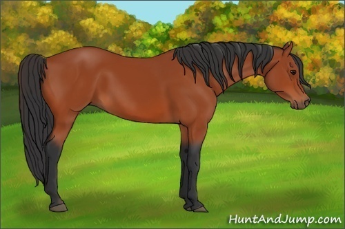 Horse Color:Bay 