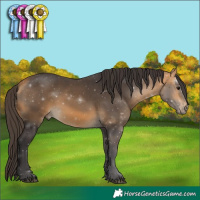 Horse Color:Buckskin 