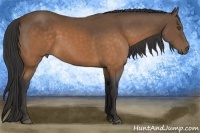 Horse Color:Buckskin 