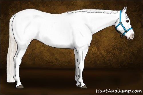 Horse Color:Palomino Appaloosa 