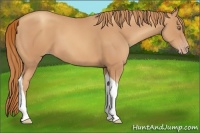 Horse Color:Gold Champagne Tobiano