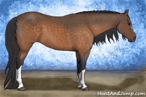 Horse Color:Buckskin 