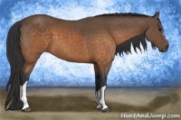 Horse Color:Buckskin 