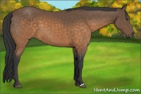 Horse Color:Buckskin Frame 