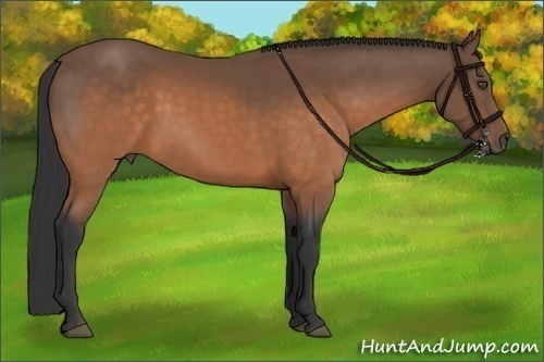 Horse Color:Buckskin 