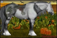 Horse Color:White Spotted Silver Black Chinchilla and Black Chinchilla Pearl Sabino