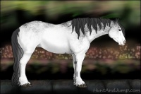 Horse Color:White Spotted Black