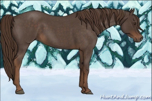 Horse Color:Liver Red Roan 